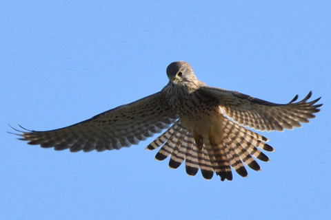 トリミング 2020/11月 SIGMA150-600C+D500 600mm F8 ss1/1250 ISO800 AF-C 25点