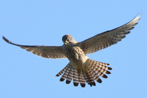 トリミング 2020/11月 SIGMA150-600C+D500 600mm F8 ss1/1250 ISO800 AF-C 25点