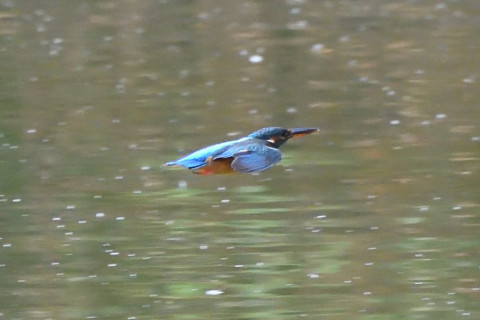 トリミング 2020/11月 SIGMA150-600C+D500 600mm F8 ss1/1250 ISO4000 AF-C 25点