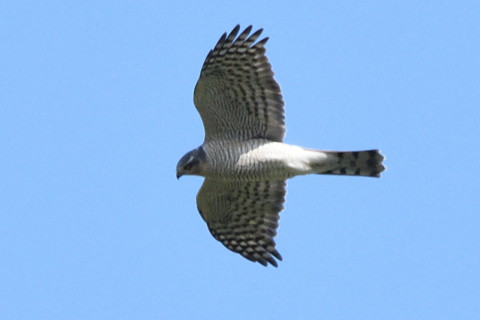 トリミング 2020/11月 SIGMA150-600C+D500 600mm F8 ss1/1250 ISO640 AF-C 25点