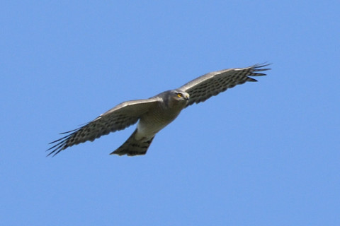 トリミング 2020/11月 SIGMA150-600C+D500 600mm F8 ss1/1250 ISO720 AF-C 25点