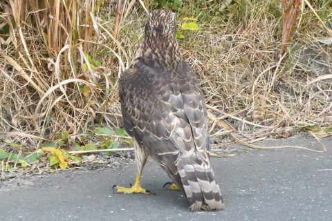 トリミング 2020/11月 SIGMA150-600C+D500 600mm F8 ss1/1250 ISO4000 AF-C 25点