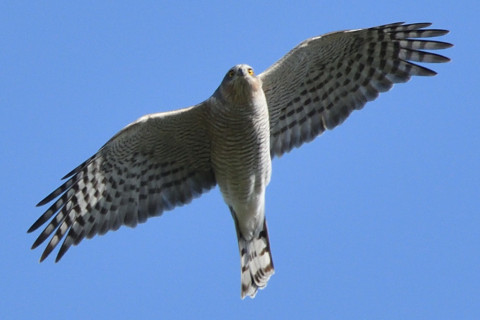 トリミング 2020/11月 SIGMA150-600C+D500 600mm F8 ss1/1250 ISO720 AF-C 25点