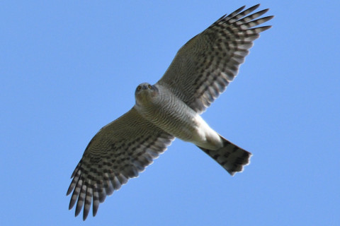 トリミング 2020/11月 SIGMA150-600C+D500 600mm F8 ss1/1250 ISO720 AF-C 25点