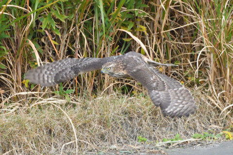 トリミング 2020/11月 SIGMA150-600C+D500 600mm F8 ss1/1250 ISO4000 AF-C 25点