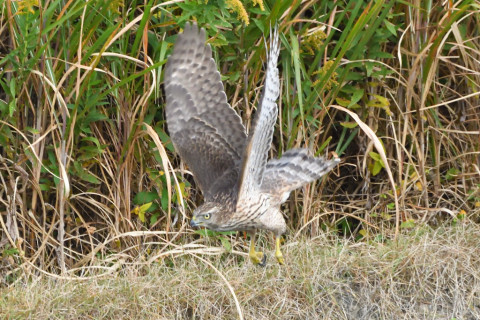 トリミング 2020/11月 SIGMA150-600C+D500 600mm F8 ss1/1250 ISO4000 AF-C 25点