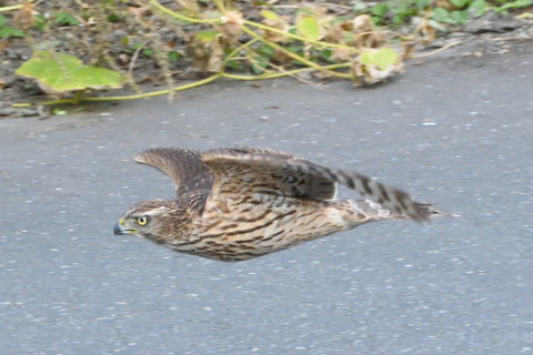 トリミング 2020/11月 SIGMA150-600C+D500 600mm F8 ss1/1250 ISO3600 AF-C 25点