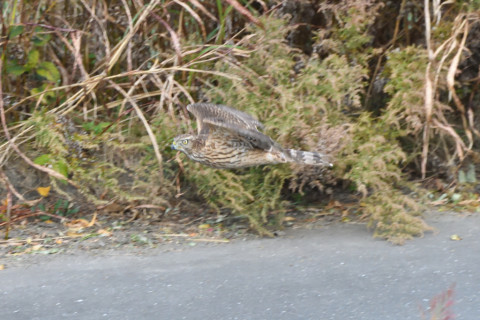 トリミング 2020/11月 SIGMA150-600C+D500 600mm F8 ss1/1250 ISO4000 AF-C 25点
