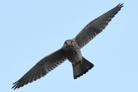 トリミング 2020/11月 SIGMA150-600C+D500 600mm F8 ss1/1250 ISO1250 AF-C 25点