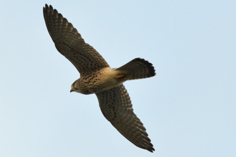 トリミング 2020/11月 SIGMA150-600C+D500 600mm F8 ss1/1250 ISO1400 AF-C 25点