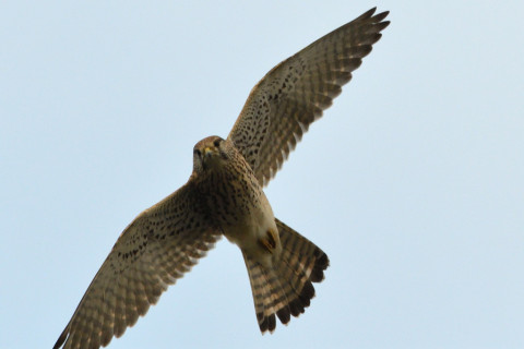 トリミング 2020/11月 SIGMA150-600C+D500 600mm F8 ss1/1250 ISO1600 AF-C 25点