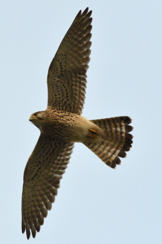 トリミング 2020/11月 SIGMA150-600C+D500 600mm F8 ss1/1250 ISO1400 AF-C 25点