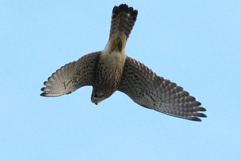 トリミング 2020/11月 SIGMA150-600C+D500 150mm F8 ss1/1250 ISO1400 AF-C 25点