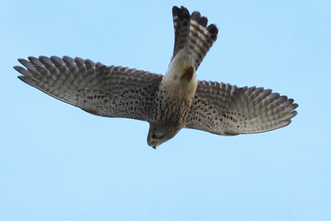 トリミング 2020/11月 SIGMA150-600C+D500 150mm F8 ss1/1250 ISO1400 AF-C 25点