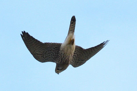 トリミング 2020/11月 SIGMA150-600C+D500 150mm F8 ss1/1250 ISO1400 AF-C 25点