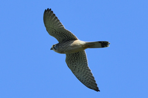 トリミング 2020/11月 SIGMA150-600C+D500 600mm F8 ss1/1250 ISO720 AF-C 25点