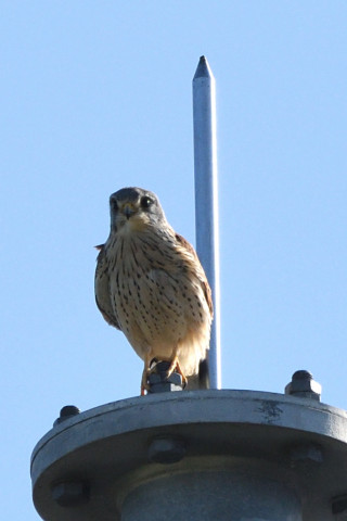 トリミング 2020/11月 SIGMA150-600C+D500 600mm F8 ss1/1250 ISO560