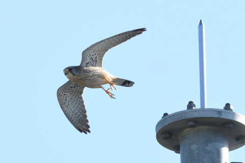 トリミング 2020/11月 SIGMA150-600C+D500 600mm F8 ss1/1250 ISO560 AF-C 25点