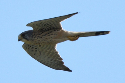 トリミング 2020/11月 SIGMA150-600C+D500 600mm F8 ss1/1250 ISO560 AF-C 25点