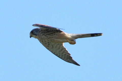 トリミング 2020/11月 SIGMA150-600C+D500 600mm F8 ss1/1250 ISO720 AF-C 25点