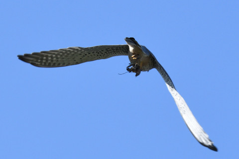 トリミング 2020/11月 SIGMA150-600C+D500 600mm F8 ss1/1250 ISO560 AF-C 25点