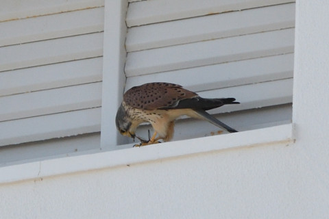 トリミング 2020/11月 SIGMA150-600C+D500 600mm F8 ss1/1250 ISO720