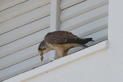 トリミング 2020/11月 SIGMA150-600C+D500 600mm F8 ss1/1250 ISO1400