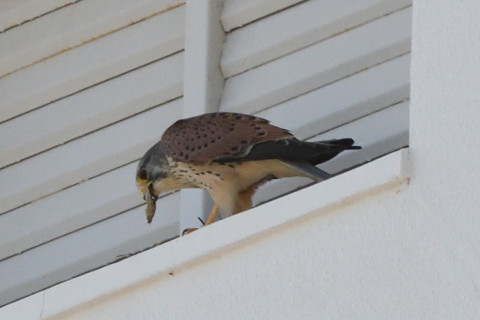 トリミング 2020/11月 SIGMA150-600C+D500 600mm F8 ss1/1250 ISO1400 AF-C 25点