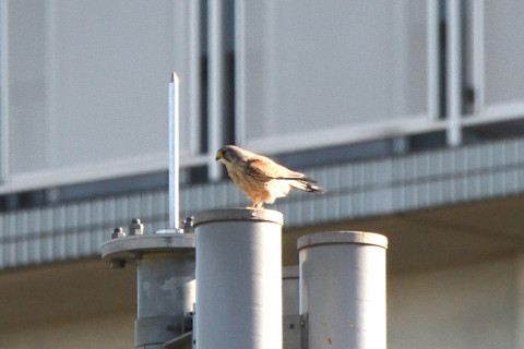トリミング 2020/11月 SIGMA150-600C+D500 600mm F8 ss1/1250 ISO1250