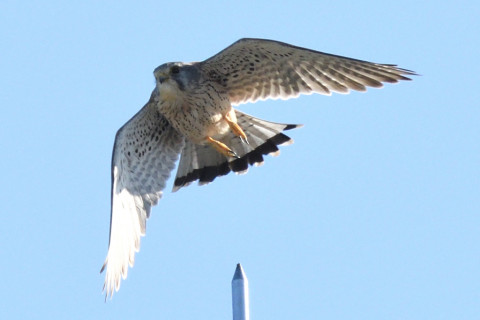 トリミング 2020/11月 SIGMA150-600C+D500 600mm F8 ss1/1600 ISO900 AF-C 25点