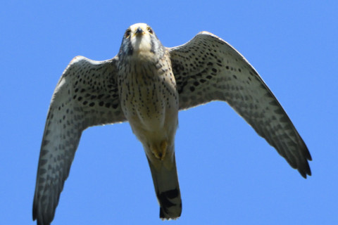 トリミング 2020/11月 SIGMA150-600C+D500 600mm F8 ss1/1600 ISO1600 AF-C 25点