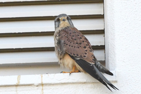 トリミング 2020/11月 SIGMA150-600C+D500 600mm F8 ss1/640 ISO1600 AF-C 25点