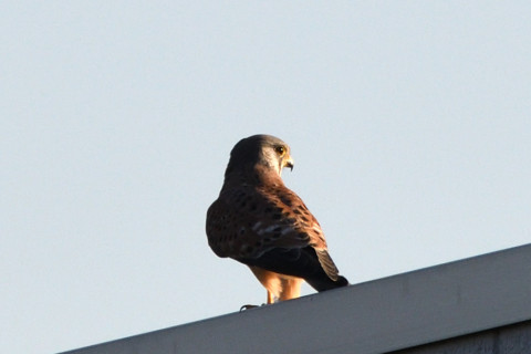 トリミング 2020/11月 SIGMA150-600C+D500 600mm F8 ss1/1250 ISO640