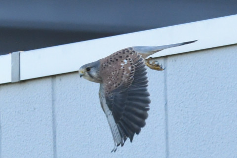 トリミング 2020/11月 SIGMA150-600C+D500 600mm F8 ss1/1250 ISO4000 AF-C 25点