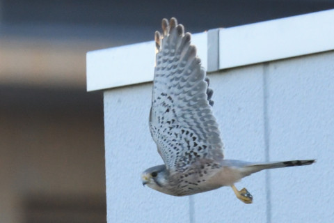 トリミング 2020/11月 SIGMA150-600C+D500 600mm F8 ss1/1250 ISO4000 AF-C 25点