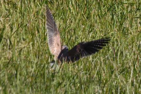 トリミング 2020/11月 SIGMA150-600C+D500 600mm F8 ss1/1250 ISO2000 AF-C 25点