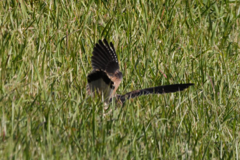 トリミング 2020/11月 SIGMA150-600C+D500 600mm F8 ss1/1250 ISO2000 AF-C 25点