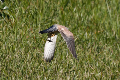 トリミング 2020/11月 SIGMA150-600C+D500 600mm F8 ss1/1250 ISO1800 AF-C 25点