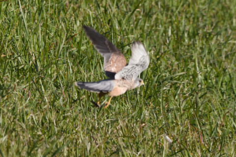 トリミング 2020/11月 SIGMA150-600C+D500 600mm F8 ss1/1250 ISO1800 AF-C 25点