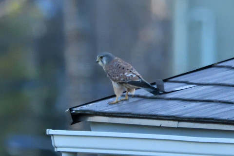 トリミング 2020/11月 SIGMA150-600C+D500 600mm F8 ss1/1250 ISO4000