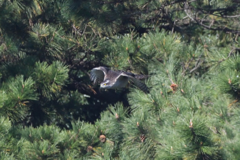 トリミング 2020/11月 SIGMA150-600C+D500 600mm F8 ss1/1250 ISO1250 AF-C 25点