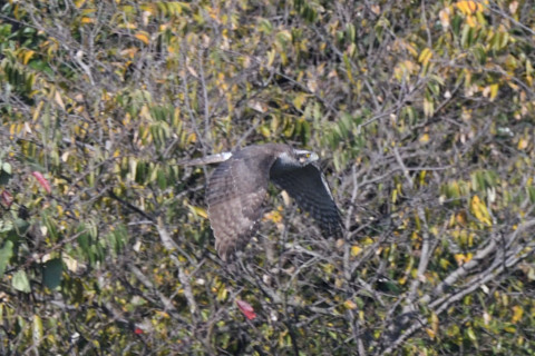 トリミング 2020/11月 SIGMA150-600C+D500 600mm F8 ss1/1250 ISO800 AF-C 25点