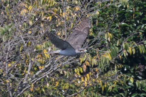 トリミング 2020/11月 SIGMA150-600C+D500 600mm F8 ss1/1250 ISO800 AF-C 25点