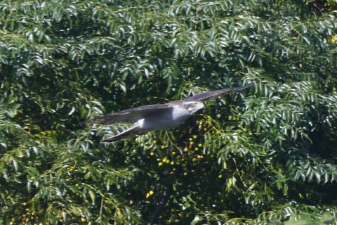 トリミング 2020/11月 SIGMA150-600C+D500 600mm F8 ss1/1250 ISO1250 AF-C 25点