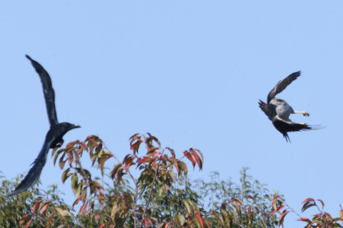 トリミング 2020/11月 SIGMA150-600C+D500 600mm F8 ss1/1250 ISO720 AF-C 25点