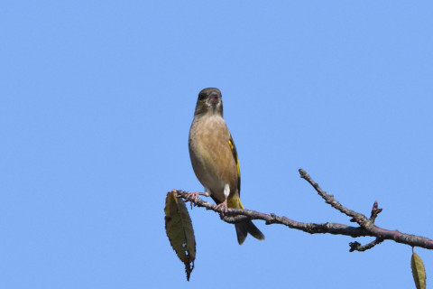 トリミング 2020/11月 SIGMA150-600C+D500 600mm F8 ss1/1250 ISO280