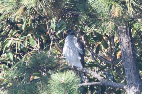 トリミング 2020/11月 SIGMA150-600C+D500 600mm F8 ss1/500 ISO900 AF-C