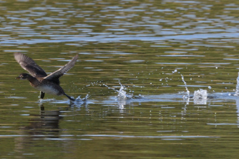 トリミング 2020/11月 SIGMA150-600C+D500 600mm F8 ss1/1250 ISO1100 AF-C 25点