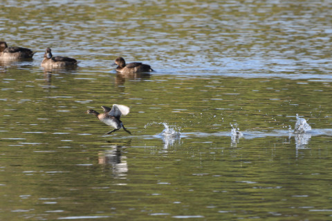 トリミング 2020/11月 SIGMA150-600C+D500 600mm F8 ss1/1250 ISO1600 AF-C 25点