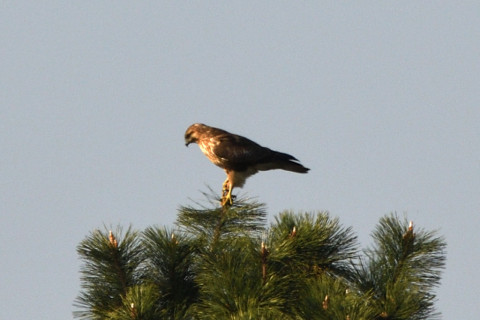 トリミング 2020/11月 SIGMA150-600C+D500 600mm F8 ss1/1250 ISO320